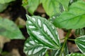 Pilea Cadieri or Aluminium plant in Zurich in Switzerland