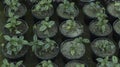 Pilea cadieri aluminum small plants in pots