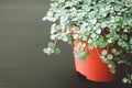 Pilea Glauca, plant, home, decor. Home plant Pilea Glauca on a dark background. Beautiful plant for home and balcony. Scandinavian