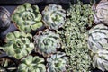 Pilea glaucophylla Greyzy and Echeveria for sale