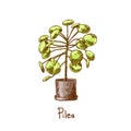 Pilea. Houseplants vector illustrations. Urban jungles. Plants are friends.