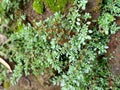 Pilea microphylla