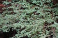 Pilea microphylla Also called rockweed, artillery plant, gun powder plant, brilhantina, Frescura, Urticaceae, Artillery Fern wit