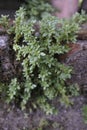 Pilea Microphylla Aquascape Ornamental Plant