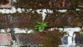 Pilea microphylla on an Old Brick Wall Royalty Free Stock Photo
