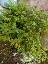 Pilea microphylla plant on a backyard