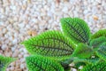 Pilea mollis Royalty Free Stock Photo