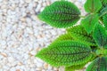 Pilea mollis Royalty Free Stock Photo