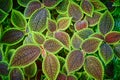 Pilea Mollis Royalty Free Stock Photo