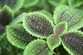 Pilea mollis Royalty Free Stock Photo