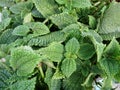 Pilea mollis plant background