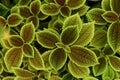 Pilea mollis is a species Family Urticaceae