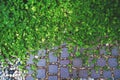 Pilea nummulariifolia Creeping Charlie leaves and stone path background.