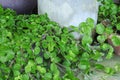 Pilea nummulariifolia. Herb leaves grow in vegetable garden. Beautiful garden with Mint green leaves plant in the garden. Royalty Free Stock Photo