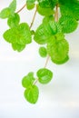 Pilea nummulariifolia