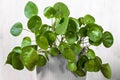 The pilea peperomioides, also known as the Chinese money plant