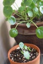 pilea peperomioides 3433 c