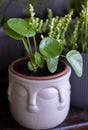 Pilea peperomioides