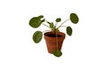 pilea peperomioides, Chinese Money Plant, Ufo Plant or Pancake plant in retro modern design home decoration isolated