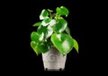 Pilea Peperomioides house plant growing in a pot, isolated on black background. Houseplant close up