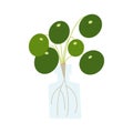 Pilea peperomioides houseplant in bottle. Flat hand drawn foliage plant for modern office or home decor illustration.