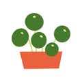 Pilea peperomioides houseplant in flowerpot. Flat hand drawn foliage plant for modern office or home decor illustration.