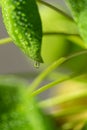 Pilea peperomioides leaf after spraying with water. Chinese money plant with water drops macro shot