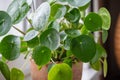 Pilea peperomioides in terracotta pot closeup, known as Chinese money plant on windowsill at home.