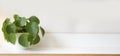 Pilea peperomioides, money plant on white wooden shelf and modern white background texture,stylish modern decoration for indoor Royalty Free Stock Photo