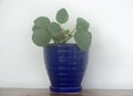 Pilea peperomioides: Pancake plant or Chinese Money plant