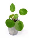 Pilea peperomioides, pancake plant