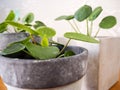 Pilea peperomioides or pancake plant Urticaceae Royalty Free Stock Photo
