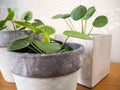 Pilea peperomioides or pancake plant Urticaceae