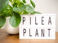 Pilea peperomioides or pancake plant Urticaceae with a lightb Royalty Free Stock Photo