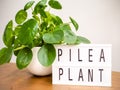 Pilea peperomioides or pancake plant Urticaceae with a lightb Royalty Free Stock Photo