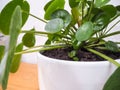 Pilea peperomioides or pancake plant with a small plantlet