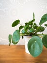 Pilea peperomioides or pancake plant Urticaceae Royalty Free Stock Photo