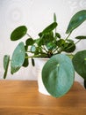 Pilea peperomioides or pancake plant Urticaceae Royalty Free Stock Photo