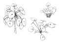 Pilea peperomioides plant, black and white illustration pack