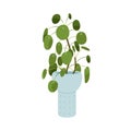 Pilea peperomioides, potted Chinese money plant. Circular green leaf houseplant growing in home flowerpot. Foliage