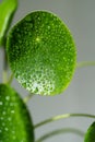 Pilea peperomioides after spraying with water. Chinese money plant with water drops on leaves.