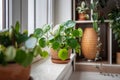 Pilea peperomioides in terracotta pot, known as Chinese money plant on windowsill at home.