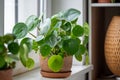 Pilea peperomioides in terracotta pot, known as Chinese money plant on windowsill at home.