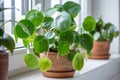 Pilea peperomioides in terracotta pot, known as Chinese money plant on windowsill at home.