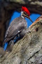 Pileated Poke Royalty Free Stock Photo