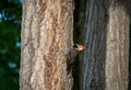 Pileated wood pecker ` Dryocopus pileatus `