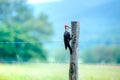 Pileated Woodpecker