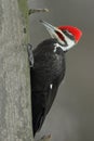 Pileated Woodpecker Royalty Free Stock Photo