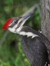 Pileated Woodpecker Royalty Free Stock Photo