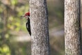 Pileated Woodpecker Okefenokee Swamp